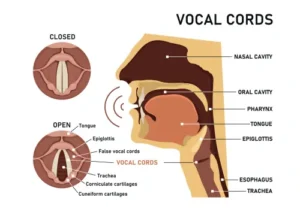 Singen lernen mit Anatomie und Physiologie